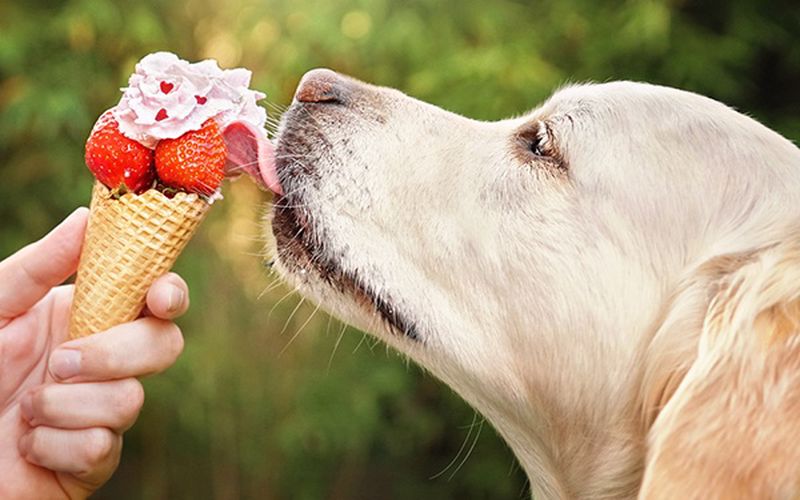 آیا بستنی برای سگ مضر است