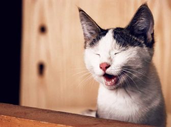 دلایل و درمان سرفه گربه، کی لازمه بریم پیش دامپزشک؟