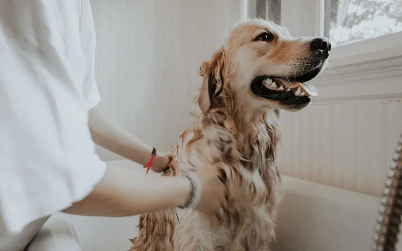 درمان خارش بدن سگ توسط دامپزشک