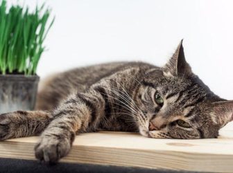 درمان کم خونی گربه ؛ یک علامت ساده یا مشکلی خطرناک؟