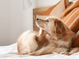 آشنایی با علائم و روش‌های پیشگیری و درمان کک و کنه سگ