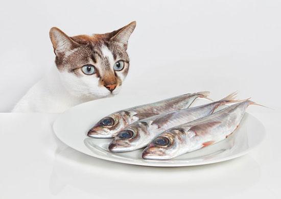 خوردن ماهی توسط گربه