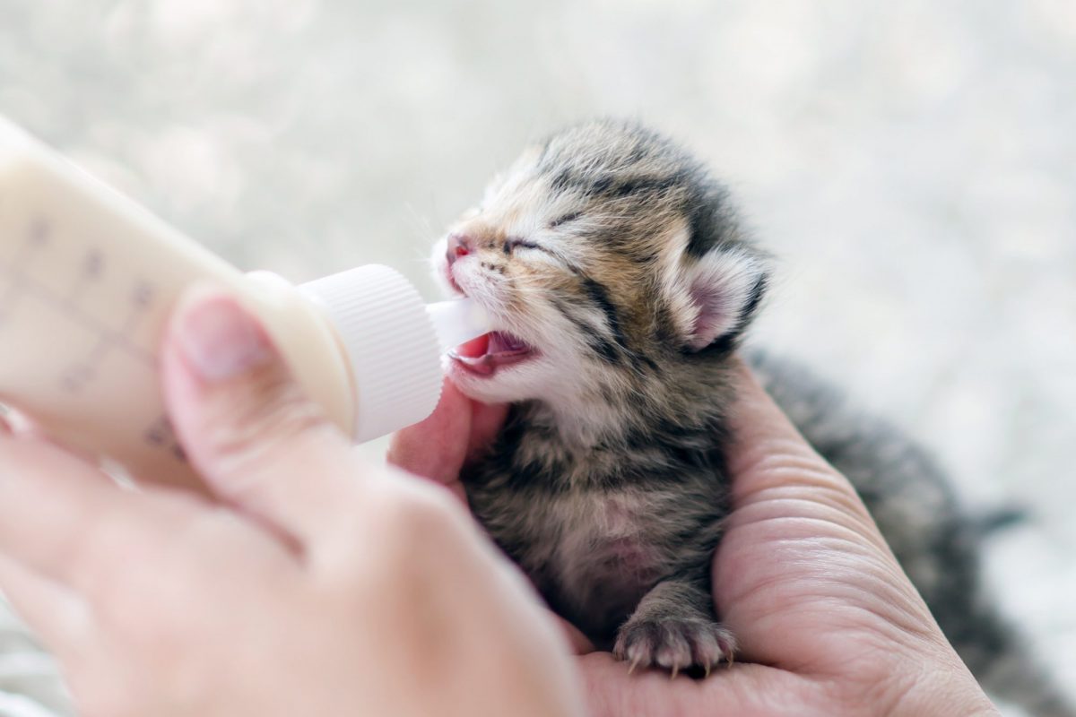 شیر خشک برای بچه گربه