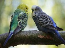 برای درمان سرماخوردگی مرغ عشق چیکار کنیم؟