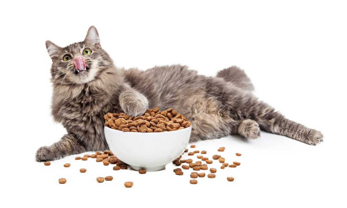 میزان غذای گربه در روز