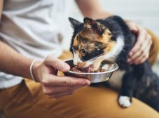 غذا دادن به گربه‌ و بچه گربه + میزان غذای گربه در روز