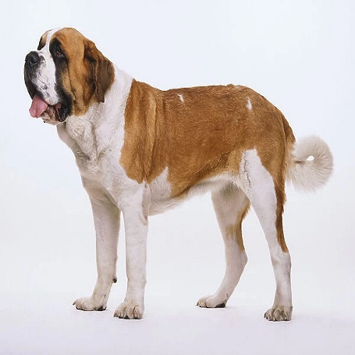 خصوصیات و مشخصات ظاهری سگ سنت برنارد