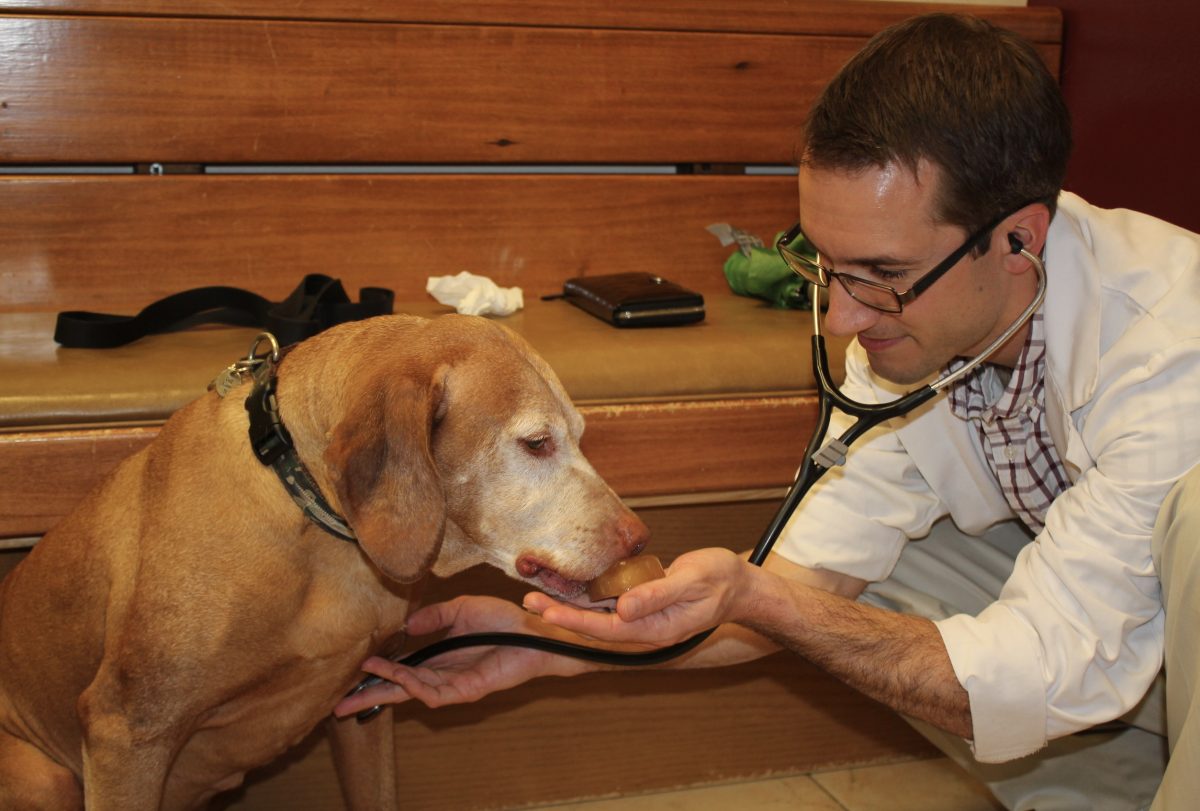 درمان سرفه سگ