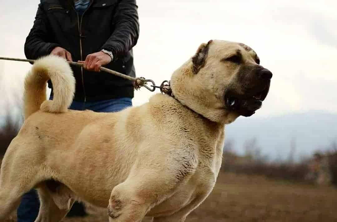 سگ نگهبان کانگال ترکیه