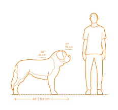 مقیاسه اندازه سگ سن برنارد با انسان