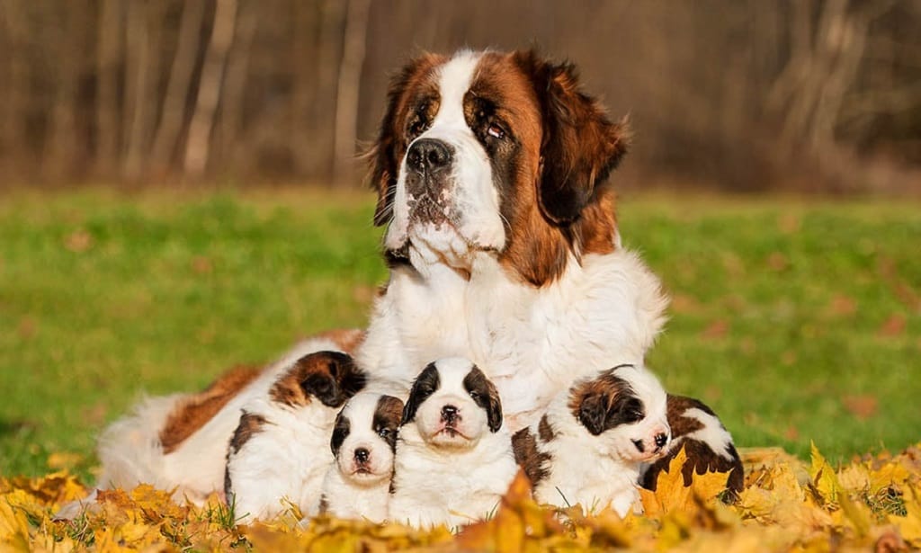 سگ برنارد مادر به همراه توله‌هاش در پارک