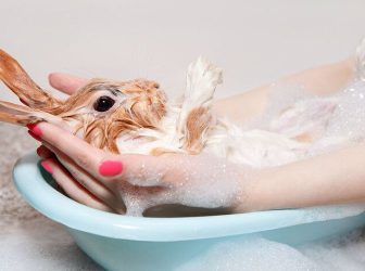 حمام کردن خرگوش: کِی و چطوری باید خرگوش‌مون رو حموم کنیم