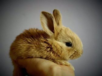 تعیین جنسیت خرگوش؛ چجوری جنسیت خرگوش رو تشخیص بدیم؟
