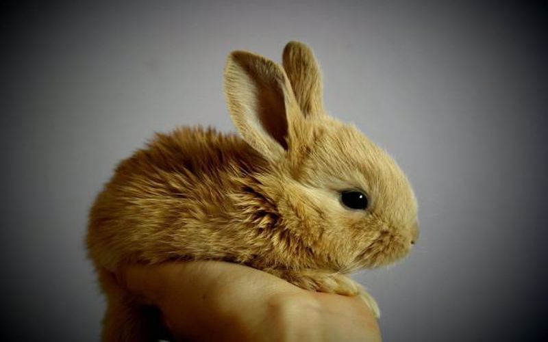 چجوری جنسیت خرگوش رو تشخیص بدیم؟
