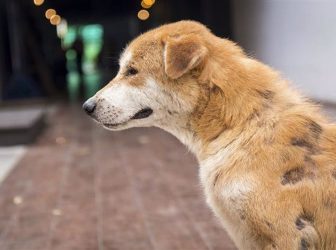 8 علت اصلی زخم شدن بدن سگ و راه‌های درمان