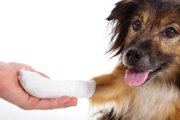 درمان زخم سگ در خانه