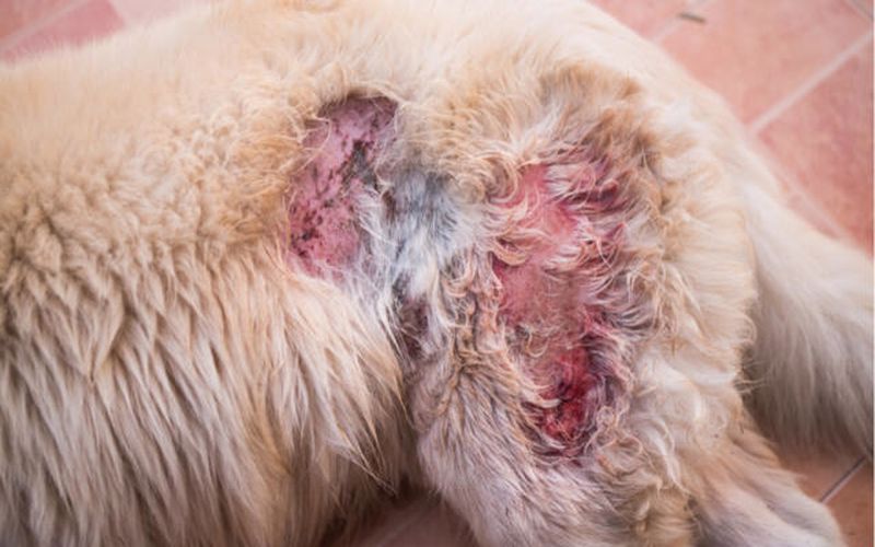 علت‌های زخم بدن سگ