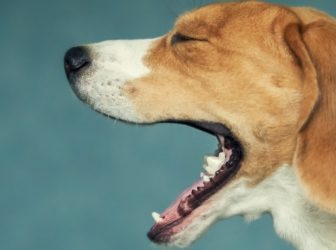 علت سرفه سگ و روش‌های درمان آن