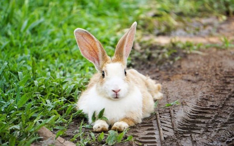 تشخیص نر یا ماده بودن خرگوش