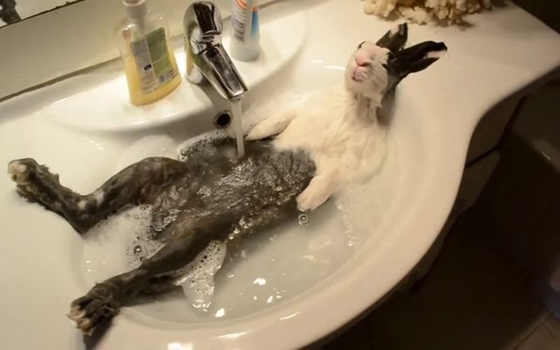 حمام کردن خرگوش!