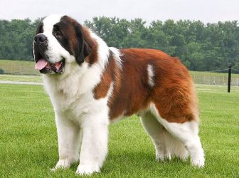 سگ سنت برنارد: سگی که دلش هم به اندازه هیکلش بزرگه!