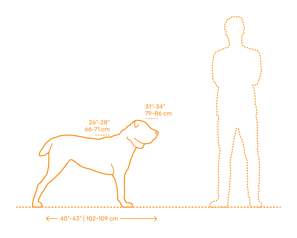 مقیاسه اندازه سگ آلابای با انسان