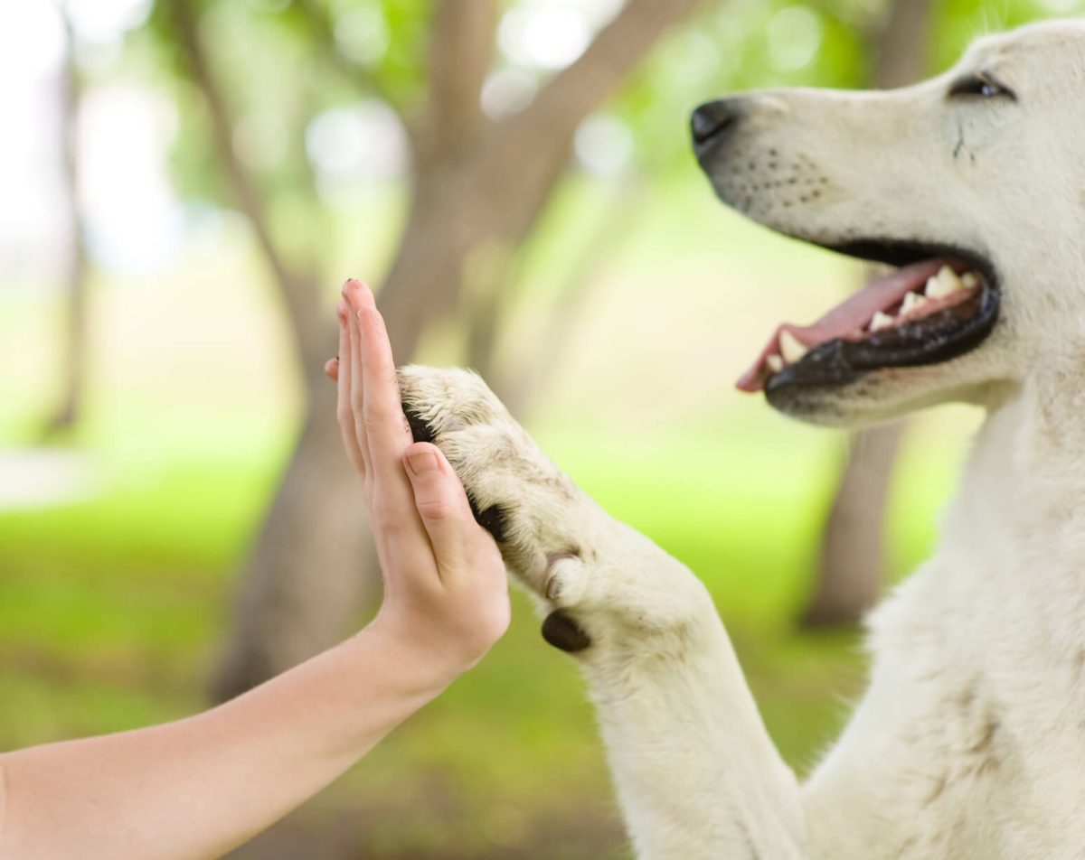 آموزش دست دادن به سگ