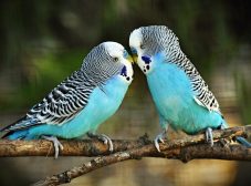 تکثیر و پرورش مرغ عشق؛ یک ایده جذاب برای دوست‌داران پرنده‌
