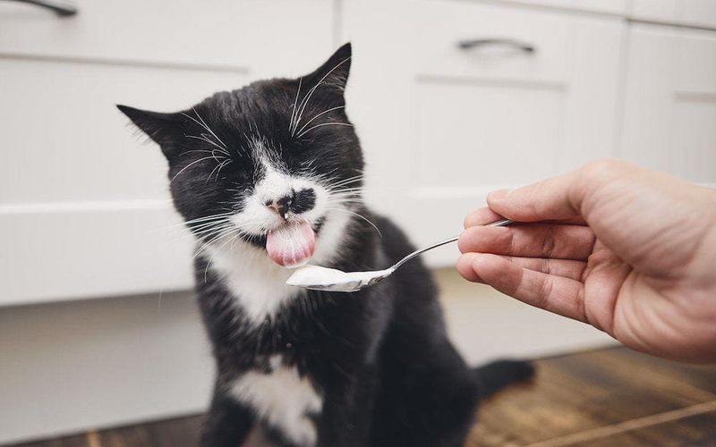 گربه ها میتونن ماست بخورن؟
