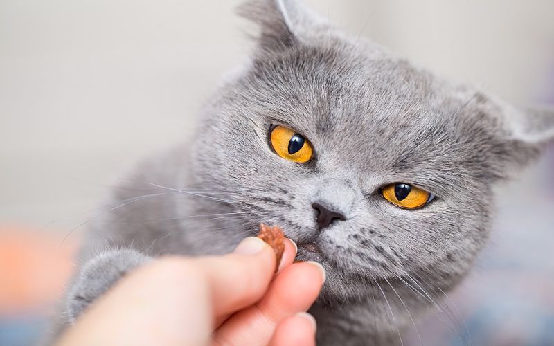مکمل غذایی و مولتی ویتامین برای گربه
