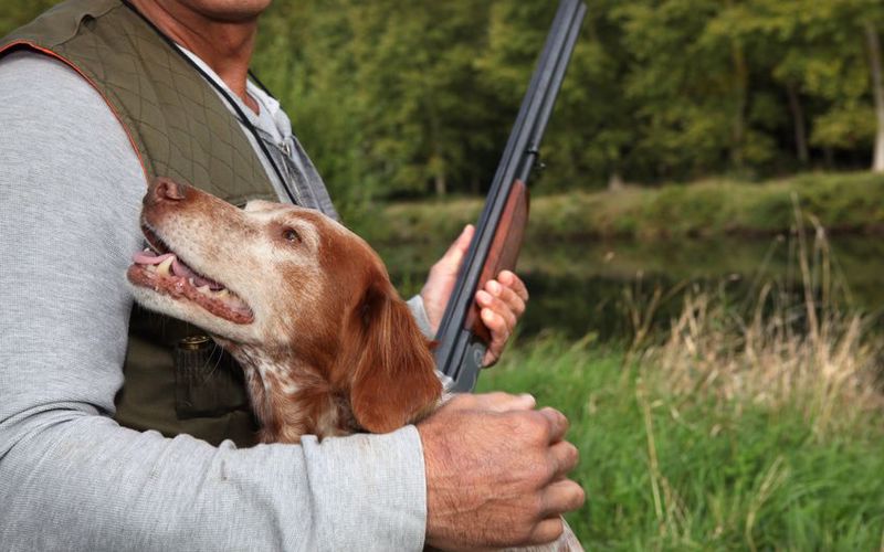 نحوه آموزش سگ برای شکار