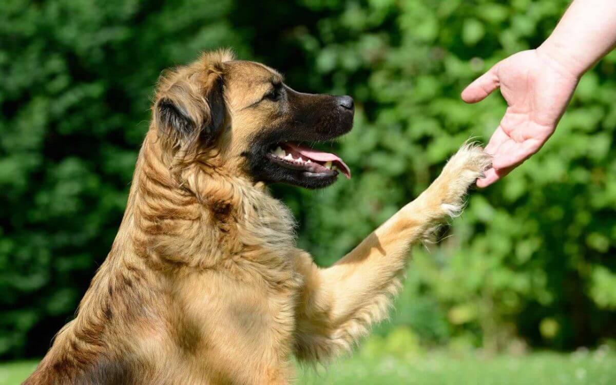 آموزش دست دادن سگ