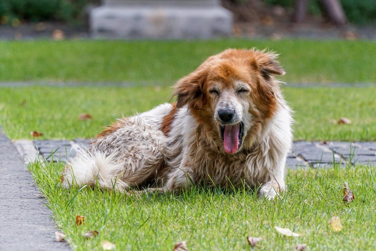 علائم بیماری کوشینگ در سگ