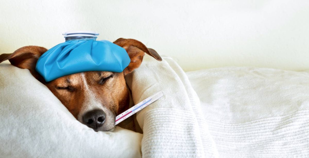 درمان سرماخوردگی سگ