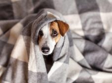 سرماخوردگی سگ + علل و راهکارهای درمان اون
