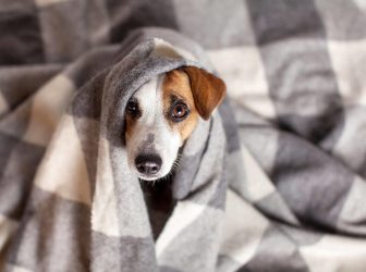 سرماخوردگی سگ + علل و راهکارهای درمان اون