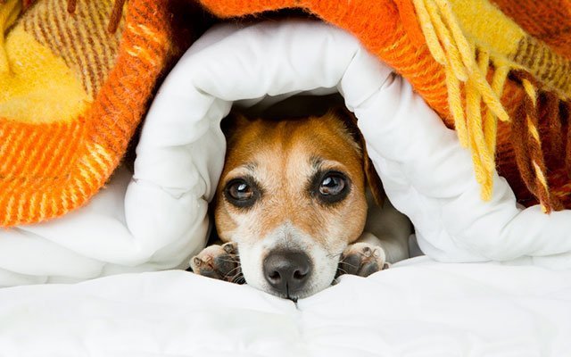 انتقال سرماخوردگی از سگ به انسان