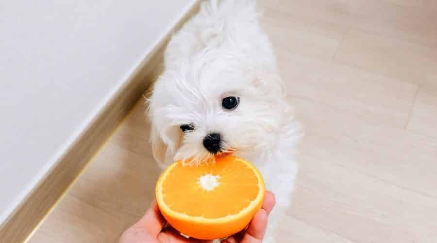 آیا سگ‌ها می‌توانند پرتقال بخورند؟