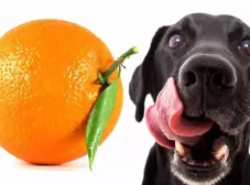 پرتقال برای سگ؛ مفید اما نه بیش از حد!