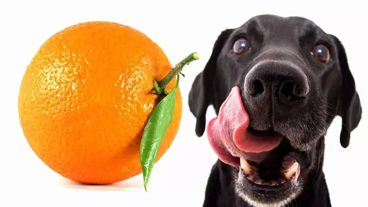 پرتقال برای سگ