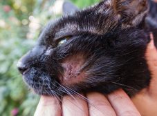 شناخت کامل بیماری جرب در گربه و روش‌های درمان آن