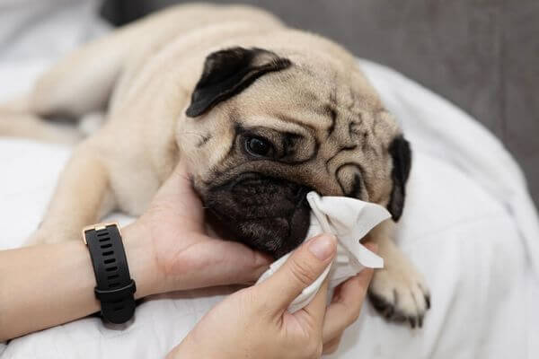 درمان خانگی سرماخوردگی سگ