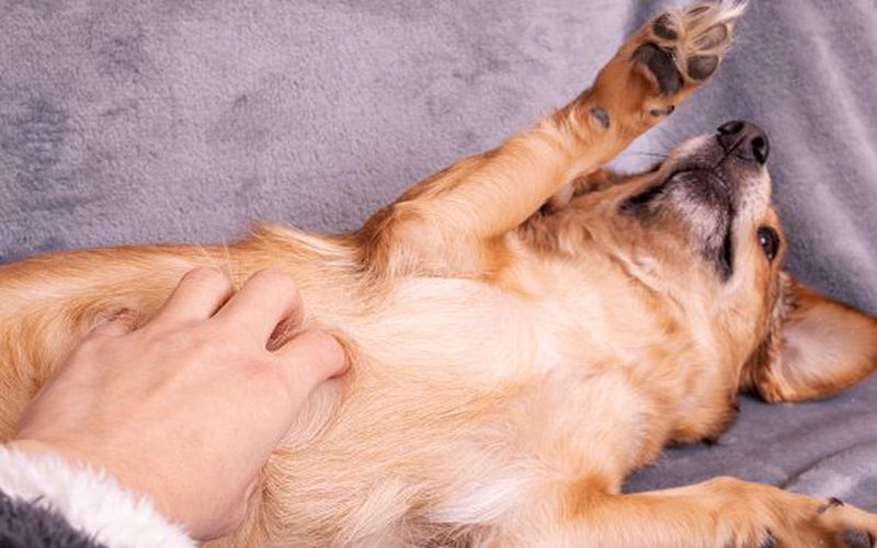 درمان خانگی نفخ توله سگ