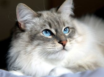 گربه سیبرین؛ یک نژاد باهوش، بانمک و قوی از گربه‌ها