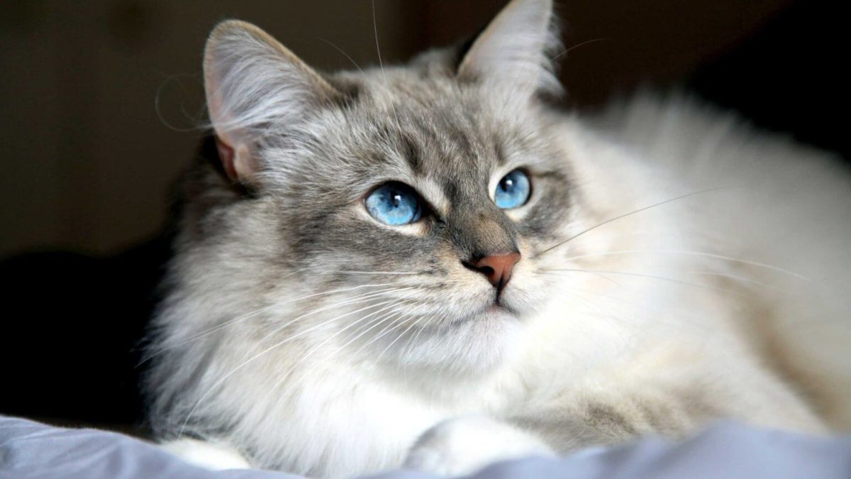 گربه سیبرین