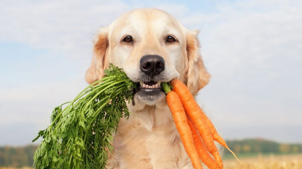 هویج برای سگ خوبه