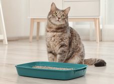5 اصل مهمی که باید در آموزش دستشویی به گربه بدونید!