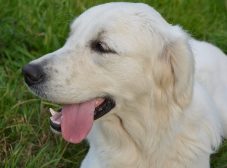 8 علت اصلی نفس نفس زدن سگ