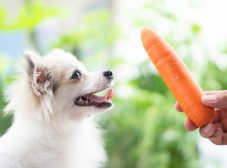 هویج برای سگ؛ منبع سرشار از فیبر و انواع ویتامین‌ها