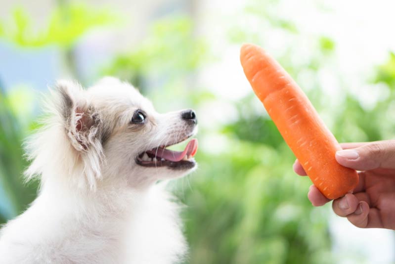 هویج برای سگ